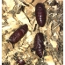 Cinnabar Moth Hipocrita jacobaeae Larvae 